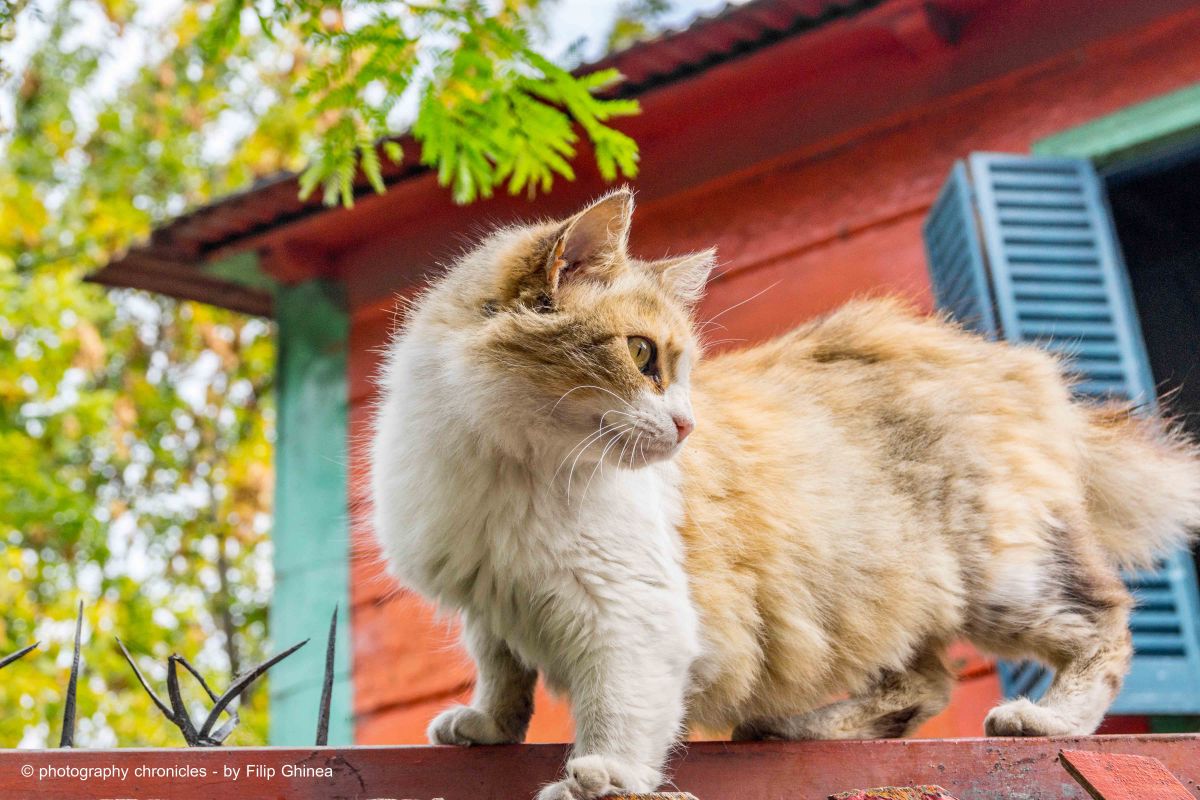 La Boca Neighborhood - Cool Cat